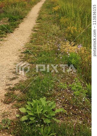 Spring walks and footpaths 113836155