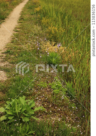 Spring walks and footpaths 113836156