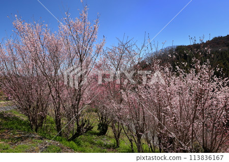 埼玉縣秩父郡東秩父村大內澤：早春的“花桃之鄉”，早開的櫻花映襯著藍天，村莊山坡上的桃花競相綻放。 113836167