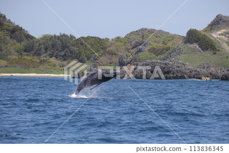 漂白座頭鯨 113836345