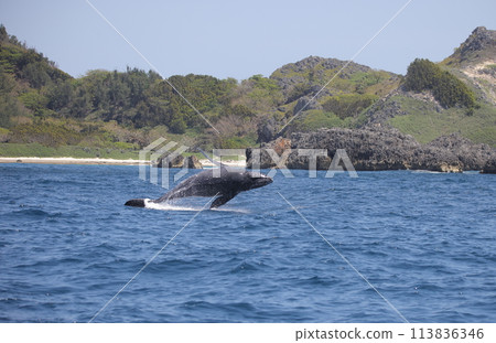 Bleaching humpback whale 113836346
