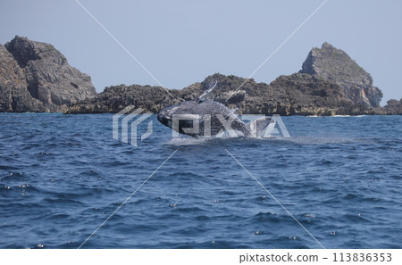 漂白座頭鯨 113836353