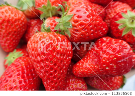 草莓採摘草莓特寫 草莓採摘草莓特寫 113836508