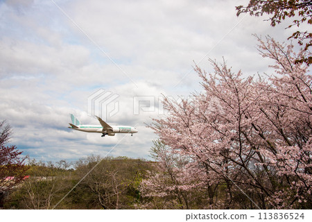 A passenger plane landing at Narita International Airport 113836524