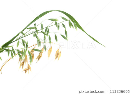 Oats plant with oat florets on white 113836605
