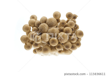 Beech mushrooms (Hypsizygus tessellatus) isolated on white 113836611