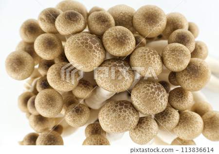 Beech mushrooms (Hypsizygus tessellatus) isolated on white 113836614