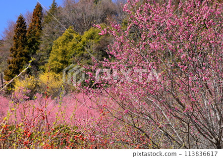 埼玉縣秩父郡東秩父村的大內澤花桃之裡，早春時節，田野的山坡上，桃花、早開的櫻花、玉髓櫻花紛紛綻放。 113836617