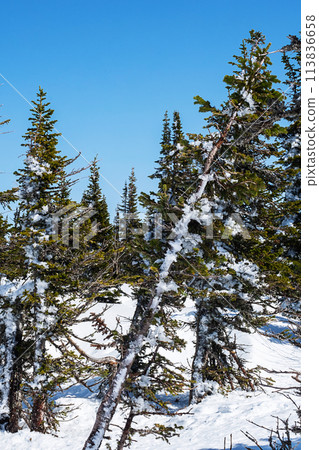 Snowy Frozen Pine Trees. 113836658