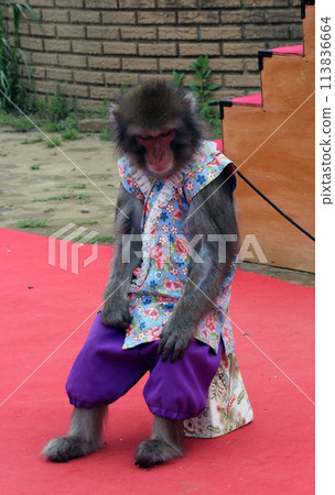 活動場地常見的傳統猴子馬瓦什表演 113836664