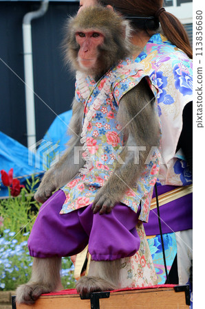 活動場地常見的傳統猴子馬瓦什表演 113836680