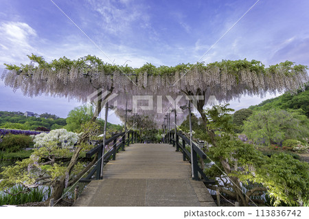 Blue sky and wisteria trellis bridge 113836742
