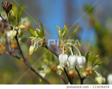 White flowers and yellow-green buds of Enkianthus campanulatus (the tip of a branch of Enkianthus campanulatus with flowers and leaves) 113836839