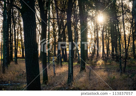 Enchanted Morning in the Pine Grove 113837057