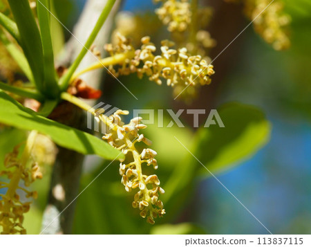 Close-up of male ginkgo flowers (ginkgo trees in a park bathed in the morning sun) Close-up of male ginkgo flowers (ginkgo trees in a park bathed in the morning sun) 113837115