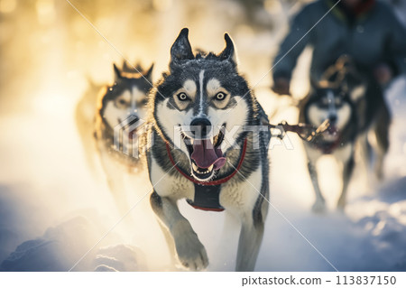 Dog sledding with husky in winter 113837150