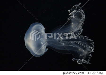 jellyfish  113837461