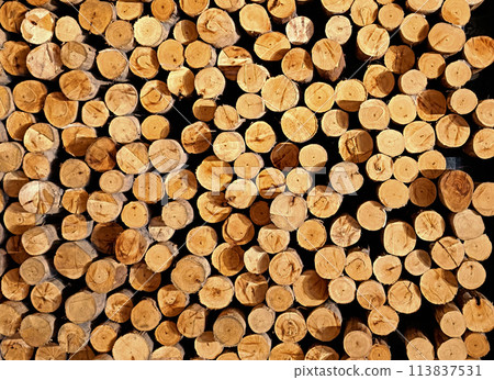 cut log wood for background cut log wood for background 113837531
