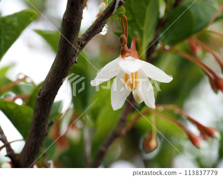 蘇合香樹（雨後的草莓樹）白花特寫 113837779