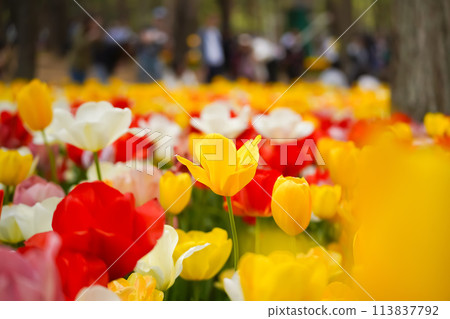  多彩鬱金香 113837792