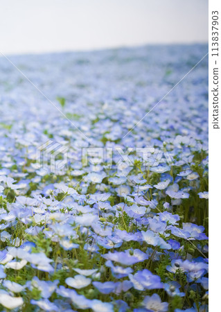 粉蝶盛開的日立海濱公園 113837903