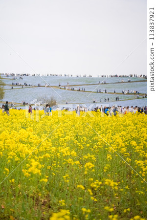 走過油菜花田 113837921