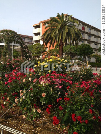 Aowa Rose Park Aowa Rose Park 113838034