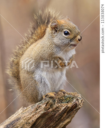Perched red squirrel on the tree trunk with blur background, Canada 113838074