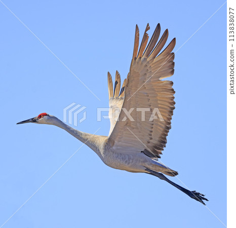 Sandhill crane in flight above the marsh, Dundee, Quebec Sandhill crane in flight above the marsh, Dundee, Quebec 113838077