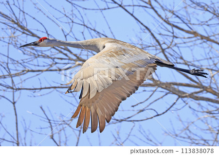 Sandhill crane in flight above the marsh, Dundee, Quebec 113838078