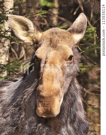 Moose female portrait in the forest, Canada Moose female portrait in the forest, Canada 113838114
