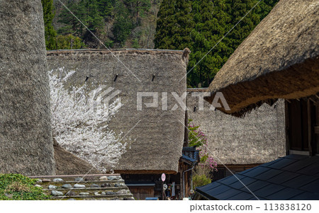 Spring scenery at the World Heritage site of Suganuma Gassho-style Village Spring scenery at the World Heritage site of Suganuma Gassho-style Village 113838120