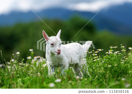 Small white goat stands on lush green field 113838316