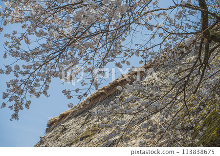 Spring scenery at the World Heritage site of Suganuma Gassho-style Village Spring scenery at the World Heritage site of Suganuma Gassho-style Village 113838675