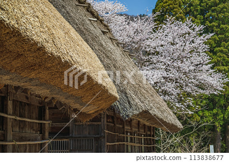 Spring scenery at the World Heritage site of Suganuma Gassho-style Village Spring scenery at the World Heritage site of Suganuma Gassho-style Village 113838677