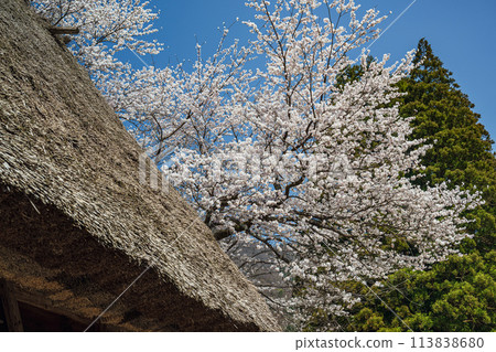 世界遺產菅沼合掌造村的春天景色 113838680