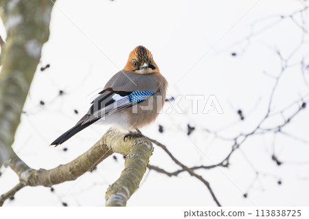 Miyamakakesu 113838725