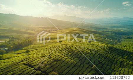 Tea Plantation, Generative AI 113838733