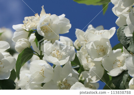 Baikutsugi花 Baikutsugi花 113838788