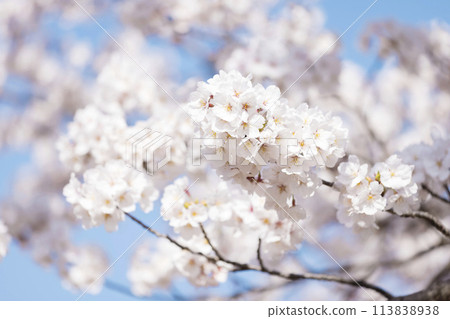 櫻花盛開，藍藍的天空 113838938