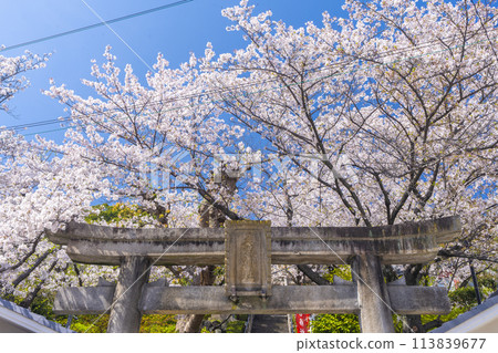 Spring in Kobe: Kitano Tenmangu Shrine, stone torii gates and cherry blossoms in full bloom Spring in Kobe: Kitano Tenmangu Shrine, stone torii gates and cherry blossoms in full bloom 113839677