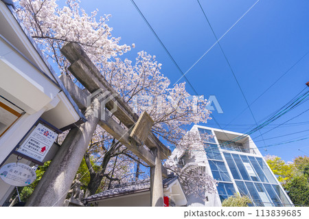 Spring in Kobe: Kitano Tenmangu Shrine, stone torii gates and cherry blossoms in full bloom Spring in Kobe: Kitano Tenmangu Shrine, stone torii gates and cherry blossoms in full bloom 113839685