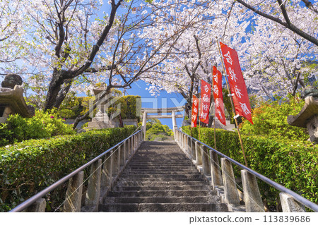 Spring in Kobe: Kitano Tenmangu Shrine - The stone steps leading to the shrine are covered in cherry blossoms in full bloom Spring in Kobe: Kitano Tenmangu Shrine - The stone steps leading to the shrine are covered in cherry blossoms in full bloom 113839686