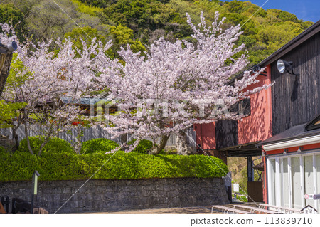 春天的神戶,北野天滿神社,櫻花盛開 春天的神戶,北野天滿神社,櫻花盛開 113839710