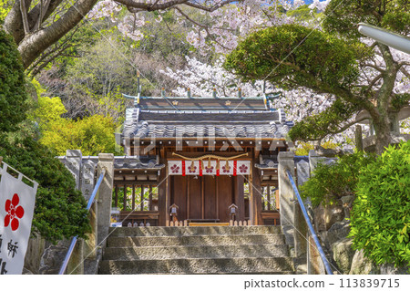 Spring in Kobe: Kitano Tenmangu Shrine, cherry blossoms in full bloom and the main hall 113839715