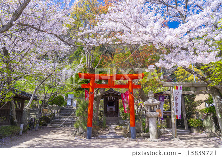 北野天滿神社、天高稻荷神社、藥所大名神、櫻花盛開 北野天滿神社、天高稻荷神社、藥所大名神、櫻花盛開 113839721