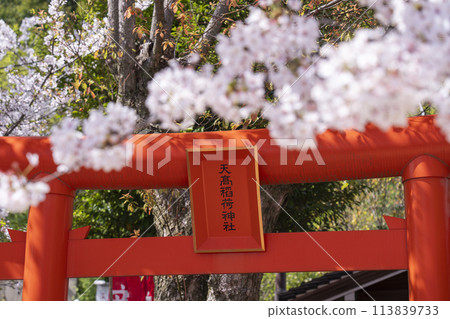 北野天滿神社 天高稻荷神社 櫻花盛開 北野天滿神社 天高稻荷神社 櫻花盛開 113839733