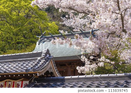 Spring in Kobe, Kitano Tenmangu Shrine, cherry blossoms in full bloom and the roof of the main hall Spring in Kobe, Kitano Tenmangu Shrine, cherry blossoms in full bloom and the roof of the main hall 113839745