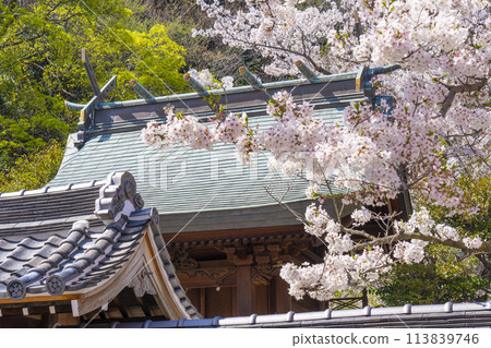 春天的神戶，北野天滿神社，盛開的櫻花和本宮的屋頂 113839746