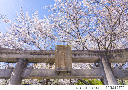 Spring in Kobe: Kitano Tenmangu Shrine, stone torii gates and cherry blossoms in full bloom 113839751